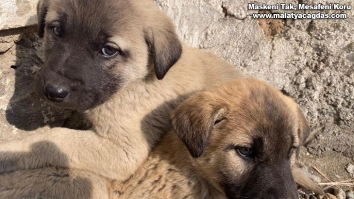 Annesiz kalan yavru köpekler Ağrılı çocukların sevgisiyle hayata tutundu