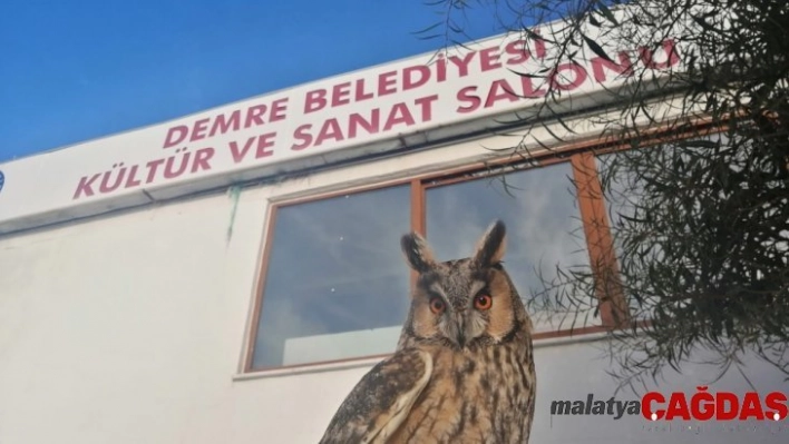 Antalya'da nesli tükenmek üzere olan 'puhu baykuşu' bulundu