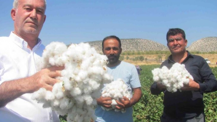 Araban Ovası'nda beyaz altın hasadı başlandı