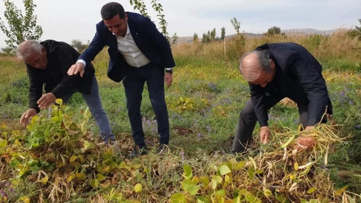 Arguvan'da fasulye hasadına başlandı