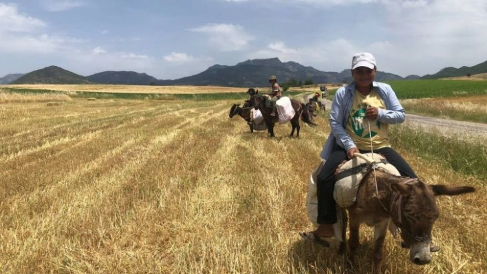 Arpa hasadı başladı, edeler at ve eşekleriyle yem sırasına girdi