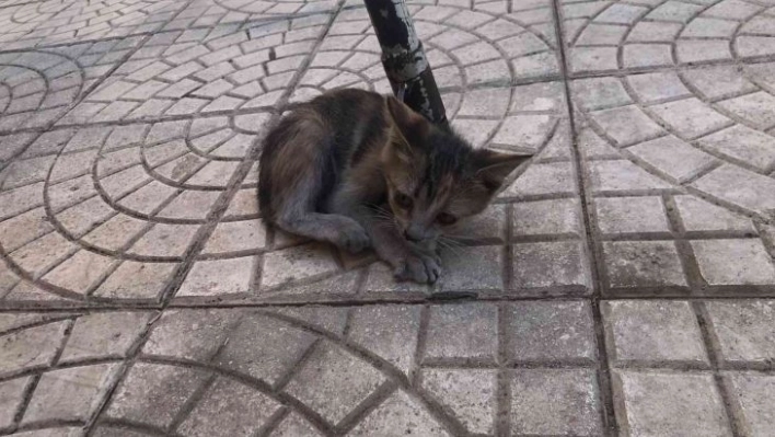 Asansör boşluğunda mahsur kalan kedi kurtarıldı