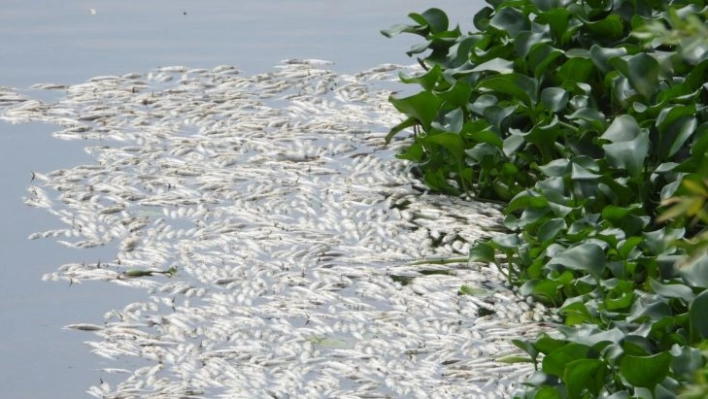 Asi Nehri'nde şaşırtan görüntü, binlerce balık su yüzeyine çıktı