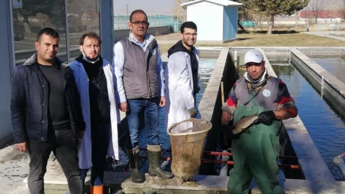 Atatürk Üniversitesi balık üretim çiftliğinde balık sağımı dönemi