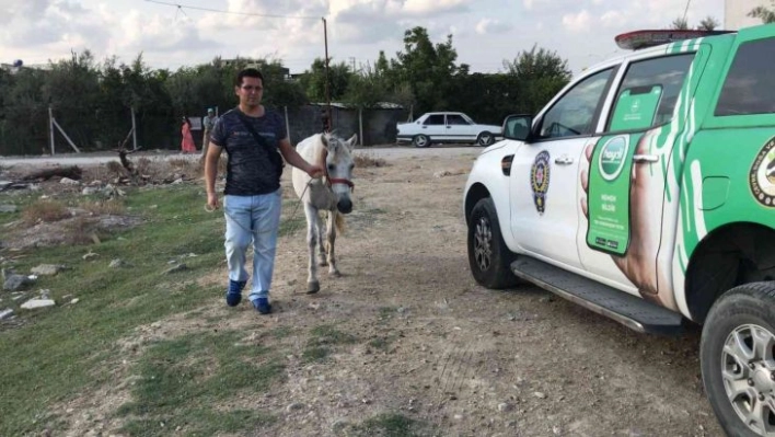 Atını darp eden adam gözaltına alındı