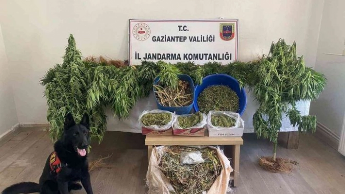 Ayakkabı kutularındaki esrarı dedektör köpek buldu