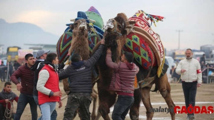 Ayvalık'ta deve güreşleri piknik coşkusunda yapıldı