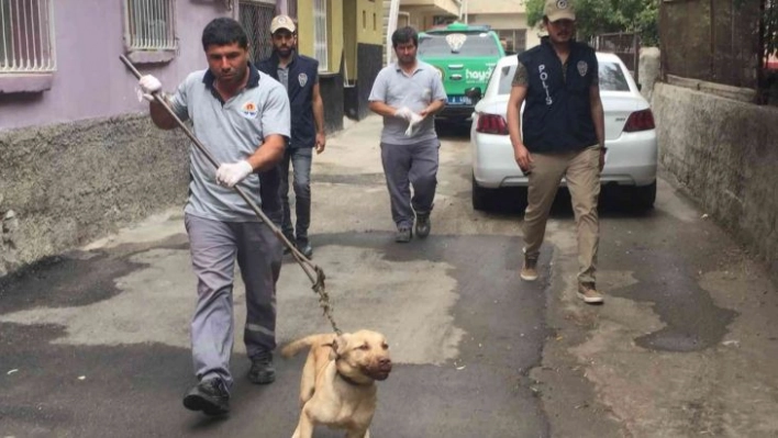 Bagajda taşınan köpek barınağa teslim edildi