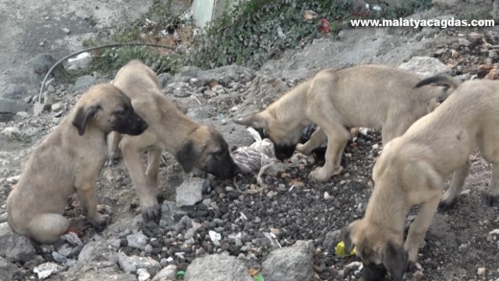 Bahçede doğum yapan köpek ve 8 yavrusuna esnaf ile mahalle sakinleri sahip çıktı