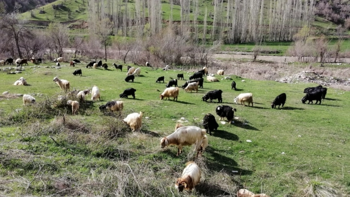 Bahçesaray'da besiciler hayvanlarını meraya çıkarmaya başladı