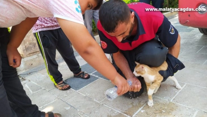 Balıklıgöl'de kedi kurtarma operasyonu