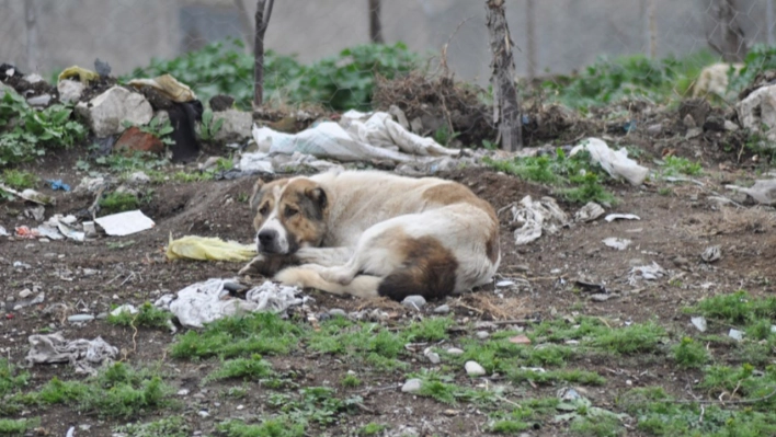 Başıboş köpekler kız çocuğunu yaraladı