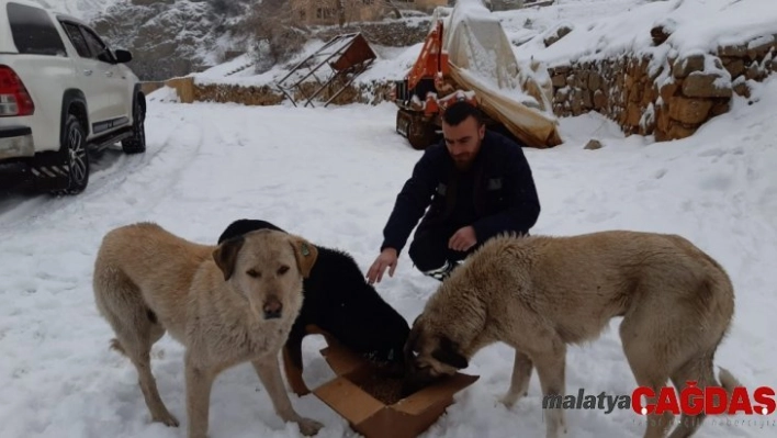 Başıboş köpeklere yiyecek bırakıldı