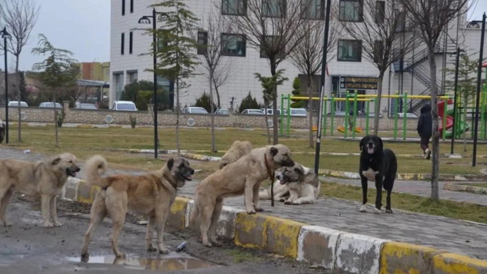 Başıboş sokak köpekleri için 39 müfettiş görevlendirildi