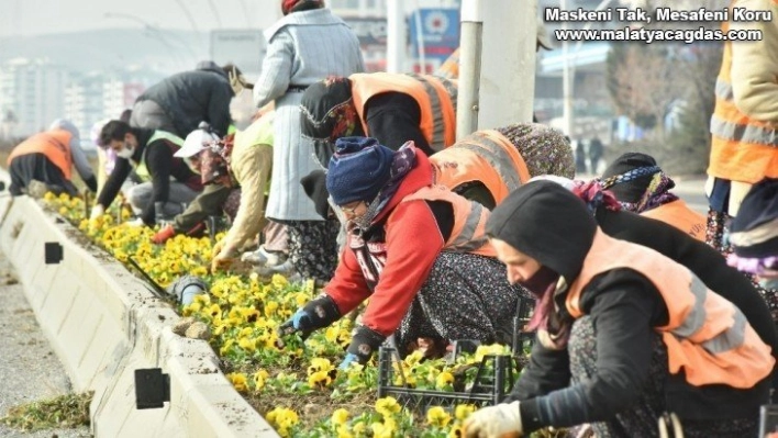 Başkent menekşe kokacak