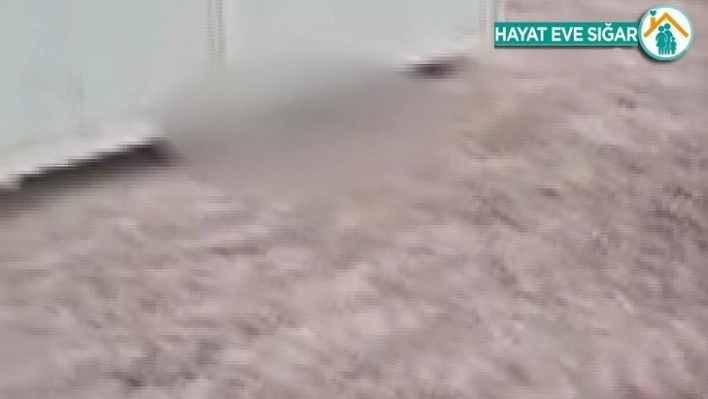 Başkent'te çok sayıda ölü köpek yavrusu bulundu