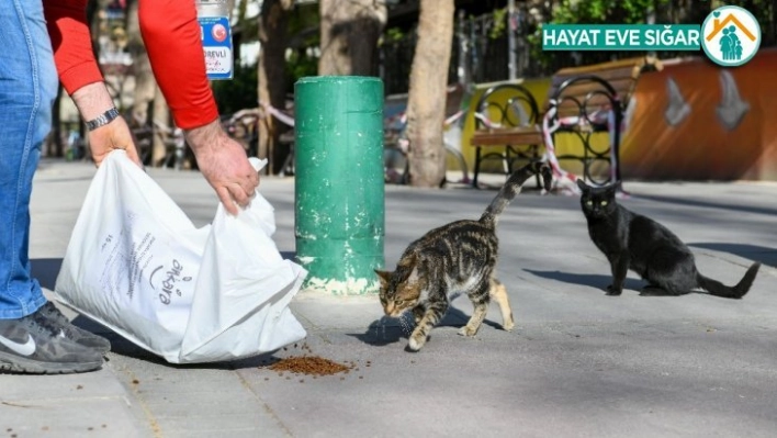 Başkent'te sokak hayvanları unutulmuyor