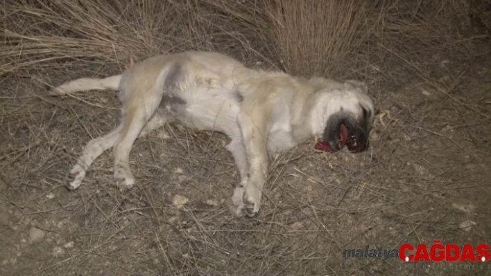 Başkentte 'iki köpek zehirli sosislerle öldürüldü' iddiası