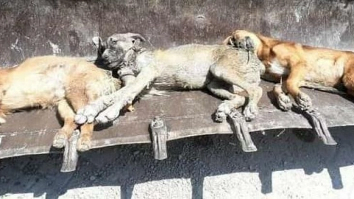 Bayraktar: 'Hatay'da bir ayda 17 kedi ve köpek zehirlenerek öldürüldü'