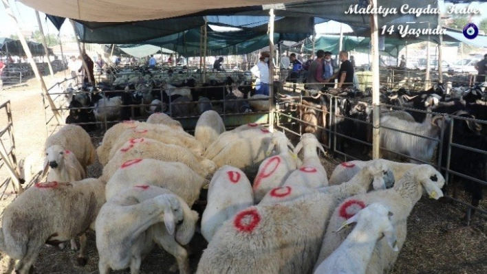 Bayramın 1'inci gününde kurban pazarında yoğunluk