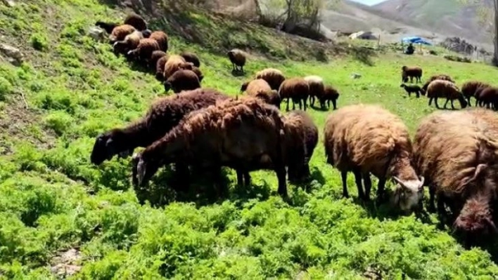 Besicilerde 'bahar' mutluluğu