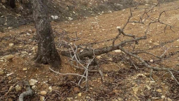 Besni'de kimliği belirsiz şahıslar fıstık ağaçlarına zarar verdi