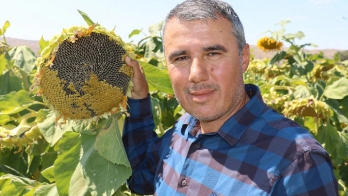 Beyaz çekirdek para etmeyince çareyi siyahında buldu