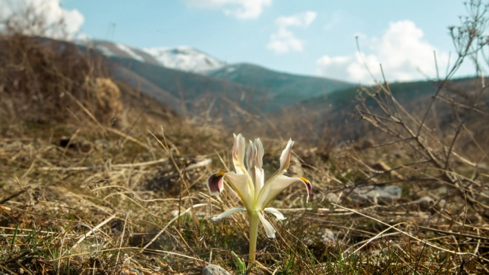 Beydağı'nın eteklerinde nevruz çiçekleri açtı