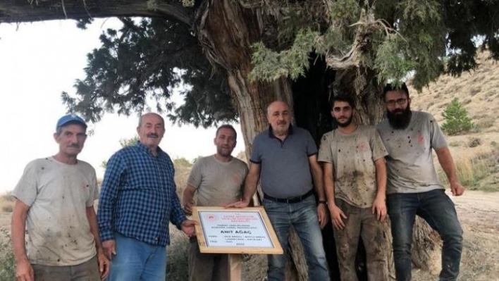 Bin 200 km yol alıp 6 asırlık Ardıç'ın bakım ve temizliğini yaptılar