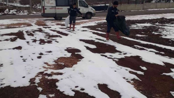 Bingöl Belediyesi  sokak hayvanlarını unutmadı