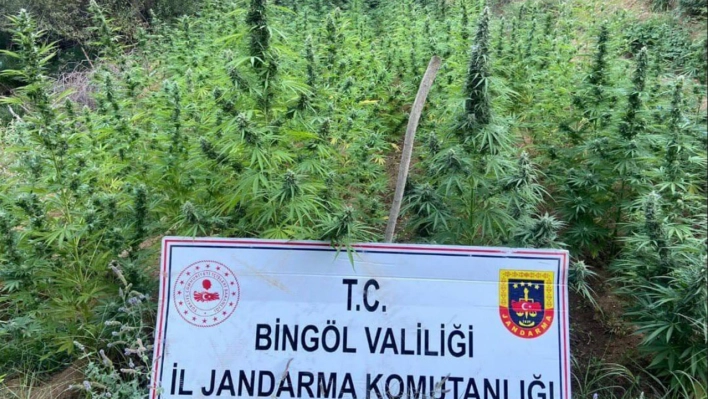 Bingöl'de 225 kök kenevir ele geçirildi