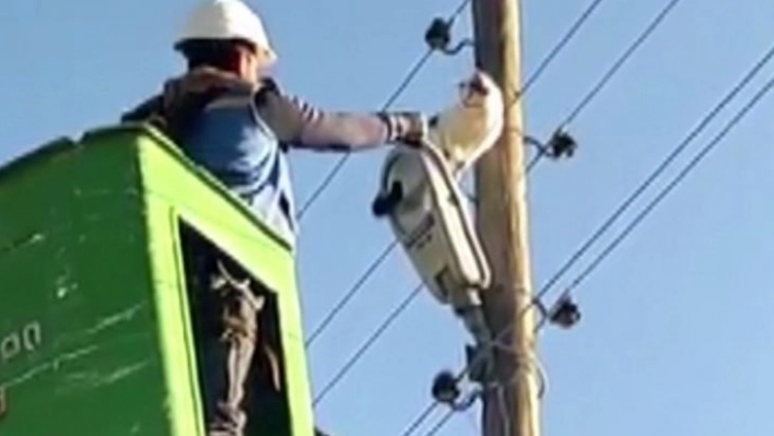 Bingöl'de 9 metrelik elektrik direğinde mahsur kalan kedi kurtarıldı