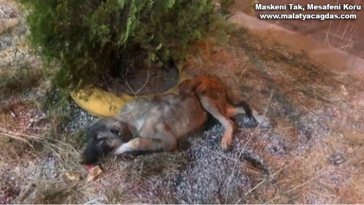 Bingöl'de bitkin halde bulunan köpek tedavi altına alındı