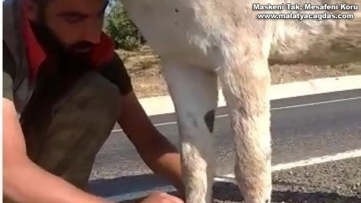 Bingöl'de iki ayağı bağlı eşeği vatandaşlar kurtardı