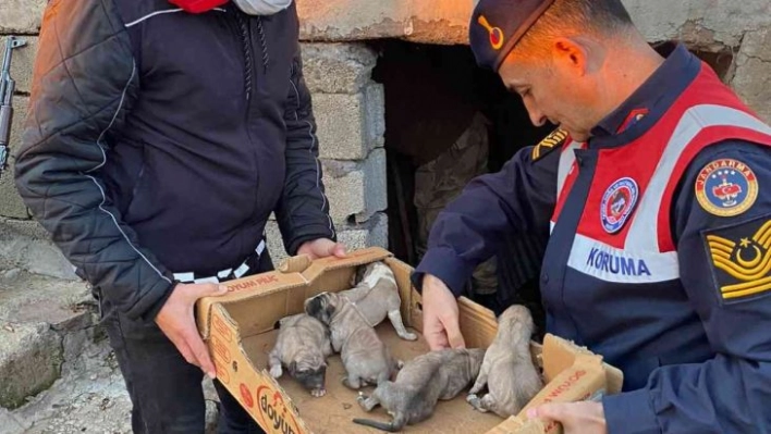 Bingöl'de jandarma, 8 yavru ve anne köpeği donmak üzereyken kurtardı