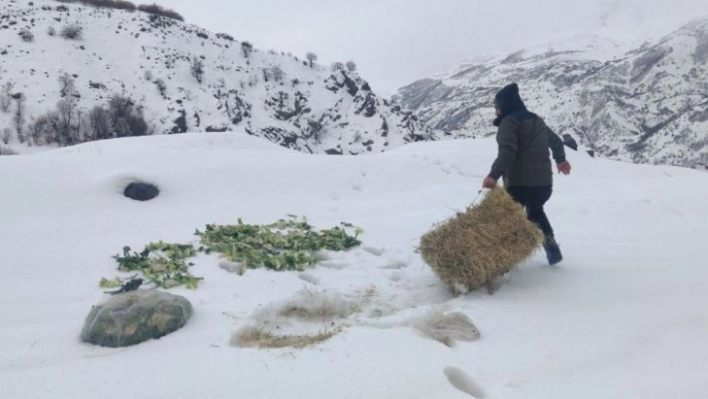 Bingöl'de Şeytan dağlarına 500 kilo yem bırakıldı