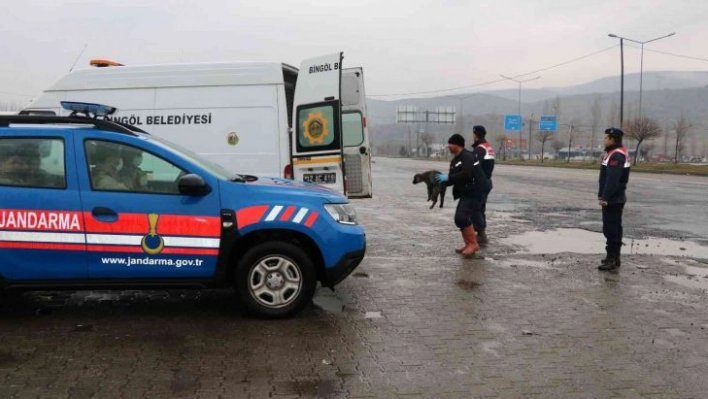 Bingöl'de trafikte risk oluşturan sahipsiz hayvanlar, barınağa teslim edildi