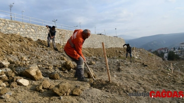 Binlerce ceviz fidanı toprakla buluşturuldu