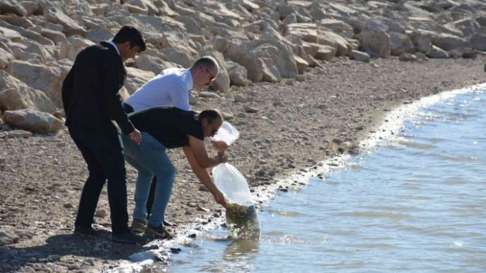 Binlerce sazan yavrusu suya bırakıldı