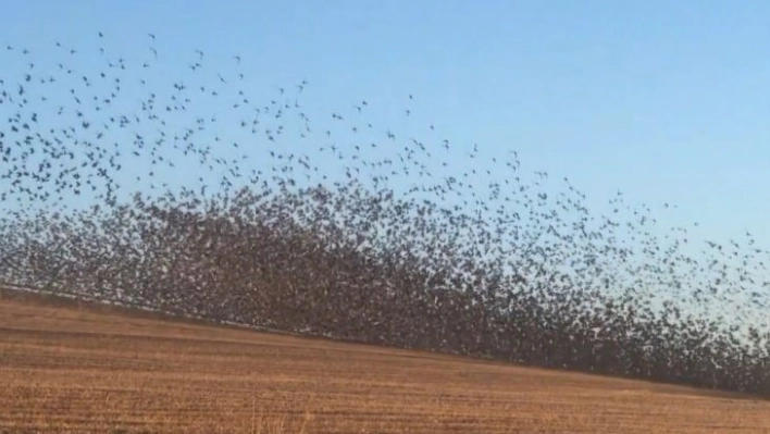 Binlerce sığırcık kuşu böyle dans etti