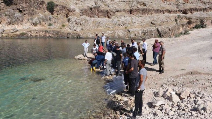 Bir milyon yavru balık Halfeti Barajı'na bırakıldı