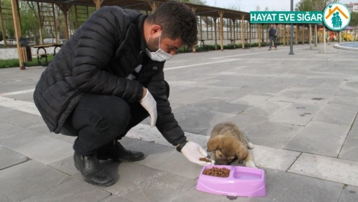 Bismil Belediyesi sokak hayvanlarını unutmadı