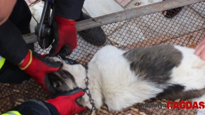 Boğazı zincire dolanan köpeğin imdadına itfaiye yetişti