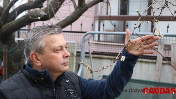 Bolu'da, kış mevsiminde ağaçlar çiçek açtı