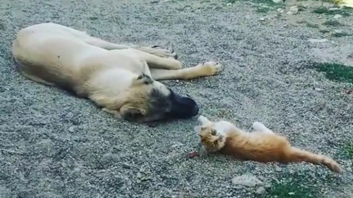 Boncuk ile Karabaş'ın iç ısıtan dostluğu!