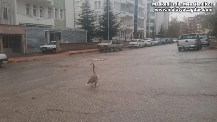 Boş sokakta kaz gezintiye çıktı