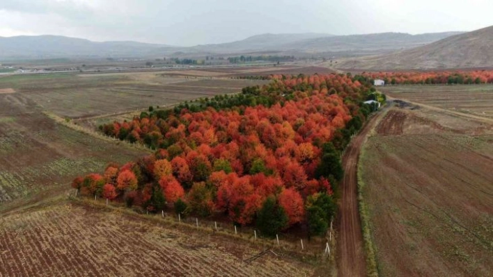 Bozkır tuvale dönüştü, oluşan manzara mest etti