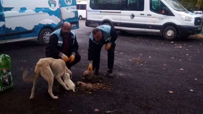 Bozova'da toplanan köpeklerin dağ başına bırakıldığı iddialarına yalanlama