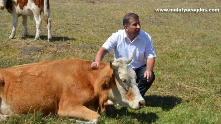 Bu ilçede gebe inekler artık kesilmeyecek