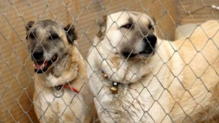 Bu özellik başka hiçbir köpek ırkında yok, sadece Kangallarda bulunuyor